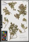 Foto von Salix pyrenaica Gouan